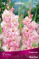 Гладиолус Крупноцветковый Май Лав (10/12) 10 шт