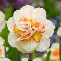 Нарцисс Махровый Пинк Перфоманс* (белый с лососёво-желтым центром, крупный, 3шт, 12/14)  Нарцисс Махровый Пинк Перфоманс* (белый с лососёво-желтым центром, крупный, 3шт, 12/14)