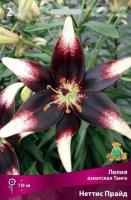 Лилия Азиатская Танго Неттиз Прайд 