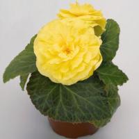 Бегония Нон-стоп Йеллоу (4/5) 2 шт 828503