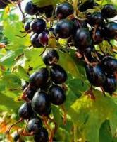 Смородина золотистая Ида