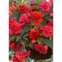 Бегония Каскад Одороса Ред Сансет (4/5) 2 шт 842191