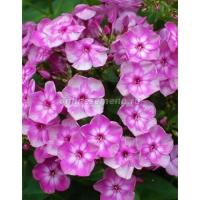 Флокс метельчатый Мулатка 1 шт 847926