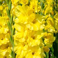 Гладиолус Бра Вэл 