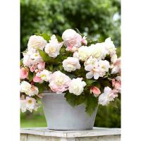 Бегония Каскад Одороса Вайт Блаш (4/5) 2 шт 842189