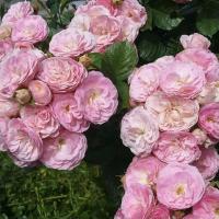 Роза мускусные гибриды Букет Парфе Роза мускусные гибриды Букет Парфе