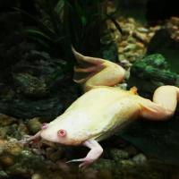 Квакша австралийская голубая S Квакша австралийская голубая S