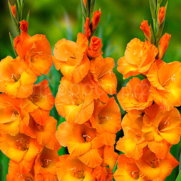 Гладиолус Корнелли  (10/12) 10 шт 835587