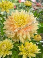 Георгина декоративная Адванс (I) 1 шт