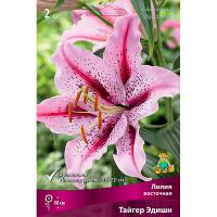Лилия Восточная Тайгер Эдишн (14/16) 2 шт 