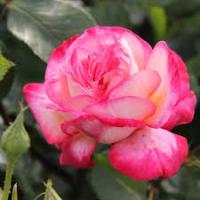 Саженцы Роза плетистая Клайминг Рина Херхолдт