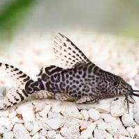 Синодонтис