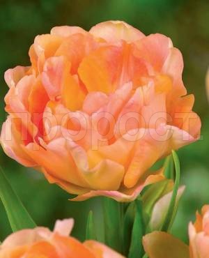 Тюльпан Махровый поздний Чарминг Бьюти (11/12) 10 шт