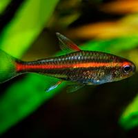 Эритрозонус