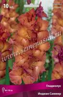 Гладиолус Крупноцветковый Индиан Саммер (10/12) 10 шт