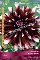 Георгина декоративная Контраст (I) 1 шт 741949