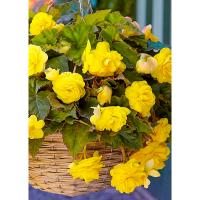 Бегония Каскад Одороса Йеллоу Флейм (4/5) 2 шт 842190