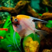 Скалярия микс М