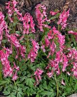 Хохлатка плотная Бет Эванс (5-6/К 10шт) 839656 Хохлатка плотная Бет Эванс (5-6/К 10шт) 839656