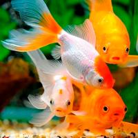 Вуалехвост ассорти