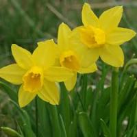 Нарцисс цикламеновый Тет-а-тет (5шт, 12/14)