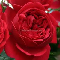 Саженцы Роза флорибунда Аут оф Розенхайм Саженцы Роза флорибунда Аут оф Розенхайм