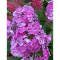 Флокс метельчатый Седая дама (I) 1 шт