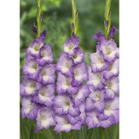 Гладиолус Крупноцветковые Блу Сторм (10/12) 10 шт 