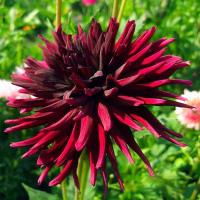 Георгина Нут де Те (1шт.x15уп.)