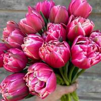 Тюльпан Махровый ранний Колумбус ( 10шт, 10/11) 