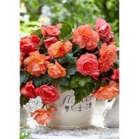 Бегония Каскад Одороса Свит Пинк (4/5) 2 шт 842192