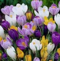 Крокус смесь Встреча весны 6/7 (25шт) 201439 Крокус смесь Встреча весны 6/7 (25шт) 201439
