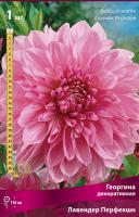 Георгина декоративная Лавендер Перфекшн (I) 1 шт 