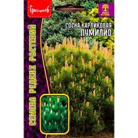 Сосна карликовая Пумилио 10 шт