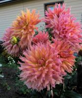 Георгина бахромчатая Омега (I) 1шт 