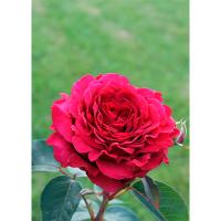 Роза английская х ветров (Роз де Катро Вант) Роза английская х ветров (Роз де Катро Вант)