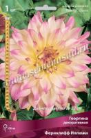 Георгина декоративная Фернклифф Иллюжн (I) 1 шт 