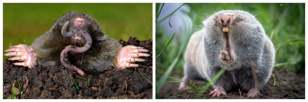 крот-и-слепы2.jpg крот-и-слепы2.jpg