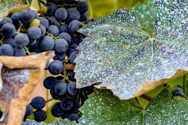 виноградник в конце сентября