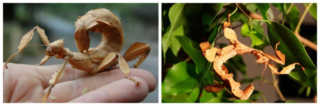 палочники2.jpg палочники2.jpg