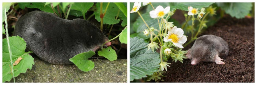 на-участке.jpg на-участке.jpg