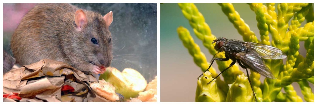 мыши-и-мухи.jpg мыши-и-мухи.jpg