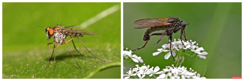 комары-и-мухи.jpg комары-и-мухи.jpg