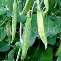 Горох пелюшка