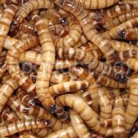 Насекомое Зофобас 1кг