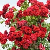 Без названия (4) Без названия (4)