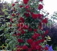 Без названия Без названия