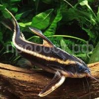 Платидорас полосатый Платидорас полосатый