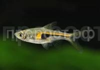 Без названия