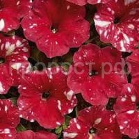 Без названия (7) Без названия (7)